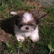 Shih tzu Barney