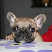 Fransk bulldog Sabbie