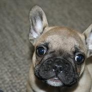 Fransk bulldog Sabbie
