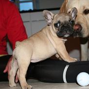 Fransk bulldog Sabbie