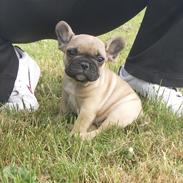 Fransk bulldog Sabbie