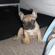 Fransk bulldog Sabbie