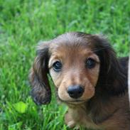 Dværggravhund Thilde