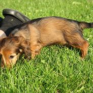 Dværggravhund Thilde