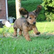 Dværggravhund Thilde