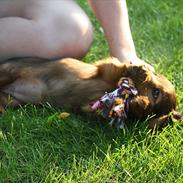 Dværggravhund Thilde