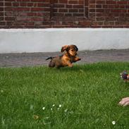 Dværggravhund Thilde