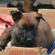 Malinois Daneskjold Asti