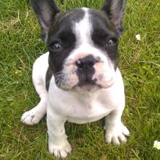 Fransk bulldog Gimli