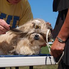 Shih tzu Jacobsson's Aijen (Acaia)