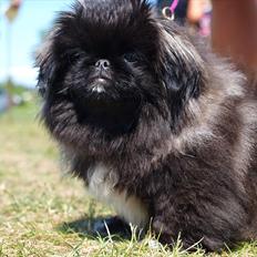 Pekingeser Cita AKA Bulldozeren