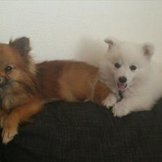 Japansk spids Trille