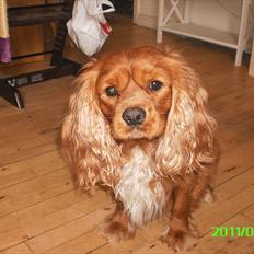 Cavalier king charles spaniel Charley