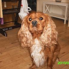 Cavalier king charles spaniel Charley
