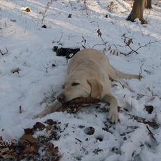 Labrador retriever Tiggy