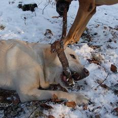 Labrador retriever Tiggy