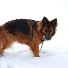 Schæferhund Wildmarken's Viper