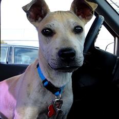 Blanding af racer > Labashar Pei ] Globella