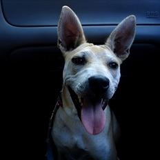 Blanding af racer > Labashar Pei ] Globella