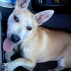 Blanding af racer > Labashar Pei ] Globella