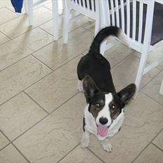 Welsh corgi cardigan Nanna