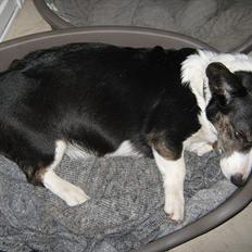 Welsh corgi cardigan Nanna
