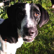 Blanding af racer Thormod