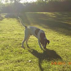 Blanding af racer Thormod