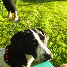 Blanding af racer Thormod