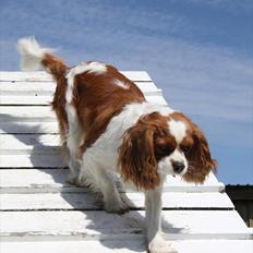 Cavalier king charles spaniel Longbody's Brunsviger