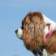 Cavalier king charles spaniel Longbody's Brunsviger