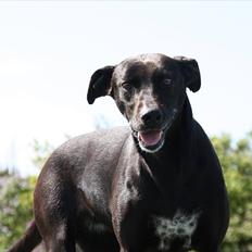 Blanding af racer Lassie