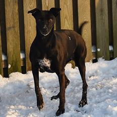 Blanding af racer Lassie