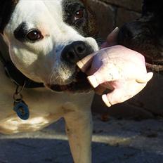 Amerikansk staffordshire terrier Fenja