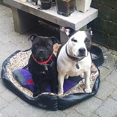 Staffordshire bull terrier Ragna/ Wannabe Ch. Bello