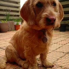 Basset fauve de bretagne Luffe