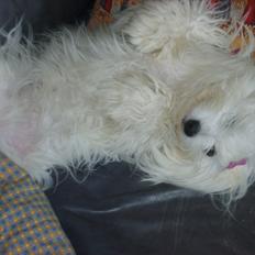 Coton de tulear Coton World Havanna
