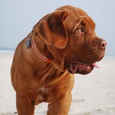 Dogue de bordeaux Estéphe's Golden Spirit Na'kia