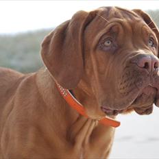 Dogue de bordeaux Estéphe's Golden Spirit Na'kia