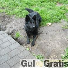 Blanding af racer Nigi