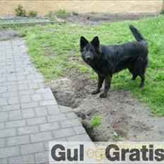 Blanding af racer Nigi