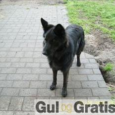 Blanding af racer Nigi