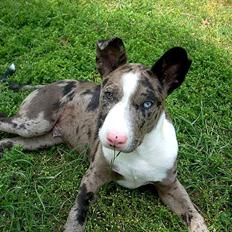 Blanding af racer > Houla Dane ] Zano