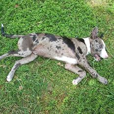 Blanding af racer > Houla Dane ] Zano