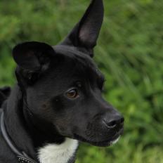 Blanding af racer Bertil Himmelhund 2013