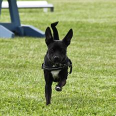 Blanding af racer Bertil Himmelhund 2013