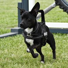Blanding af racer Bertil Himmelhund 2013