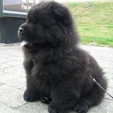Chow chow Hermann