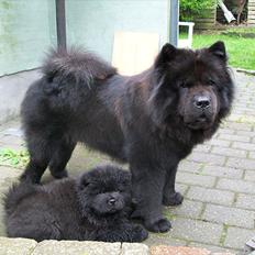 Chow chow Hermann