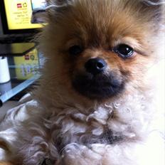 Pomeranian Scotty Smith ( Himmelhund)